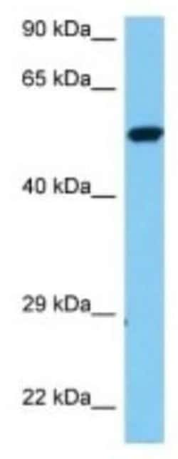 Stomatin-like protein 1 Rabbit anti-Mouse, Polyclonal, Novus Biologicals:Antibodies:Primary